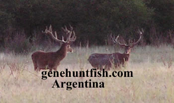 Red Stag Argentina