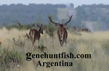 Stag-Hector-Argentina