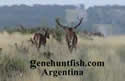 Red Stag From Argentina