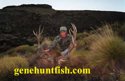 Red stag-Hector-Argentina
