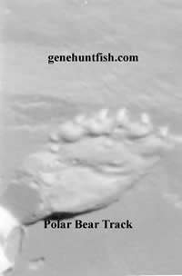 Polar bear track