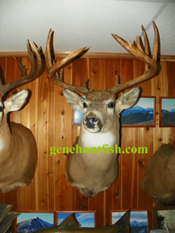 Deer mount-11