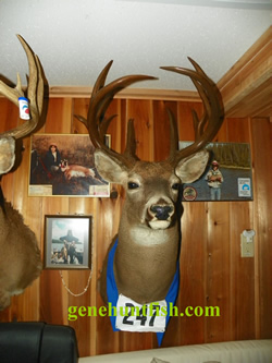 Deer mount-15