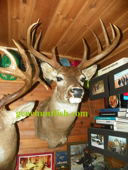 Deer mount-8