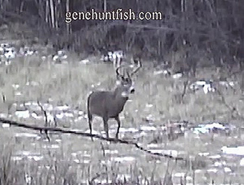 Whitetail Bucks From Alberta With Geno