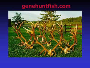 geno-elk pic-horns