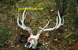 Wolf Kill of Bull Elk