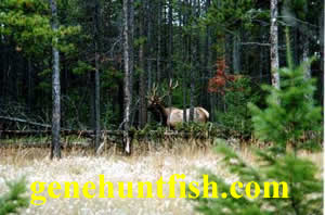 live elk pic-2