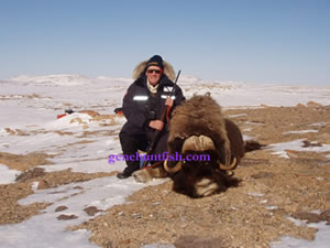 Muskox in the NWT