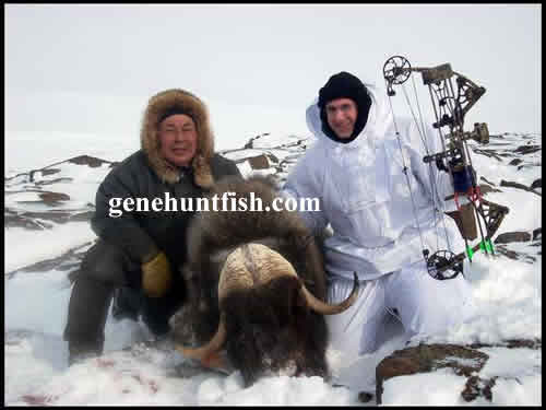 Hunter and Guide and A Great Muskox