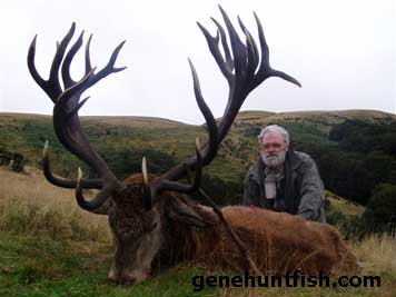 Red stag pic-
      2