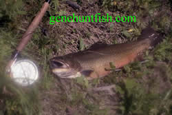 Brook trout pic