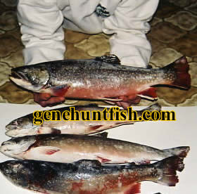 genos brook trout