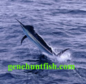 Marlin picture-4