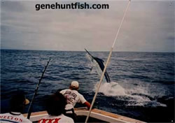 Teeter Out Marlin Fishing