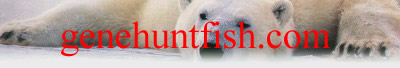 Polar Bear Logo for Genehuntfish