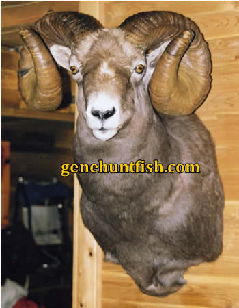 Genos Bighorn Sheep