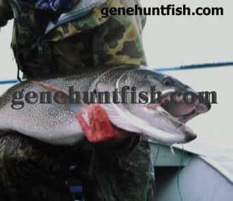 Geno Fishing Great Bear Lake NWT