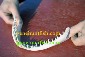 Geno and Lake Trout Jaw