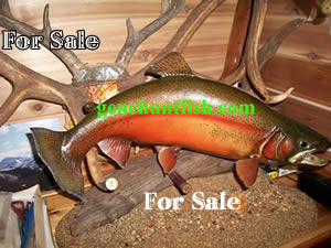 Rain bow Trout Mount For sale
