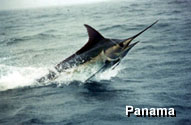 Marlin In Peru